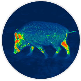 LIEMKE LUCHS-2