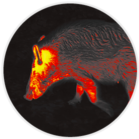 LIEMKE LUCHS-2